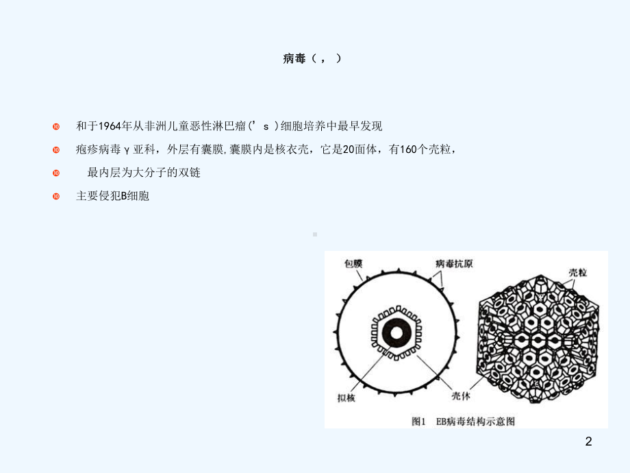 EB病毒感染相关疾病课件.ppt_第2页