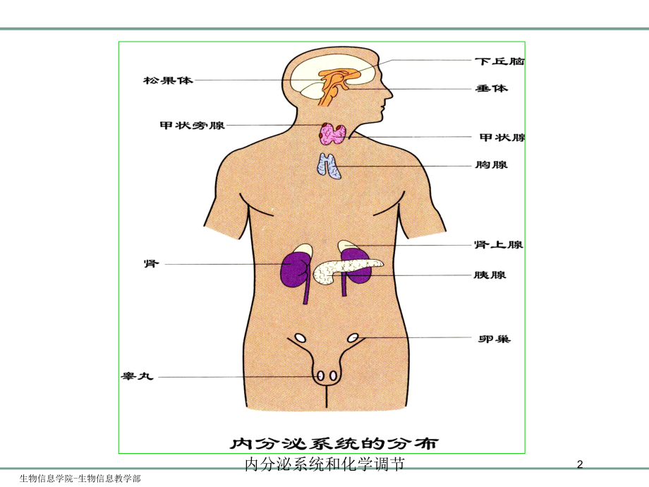 内分泌系统和化学调节培训课件.ppt_第2页