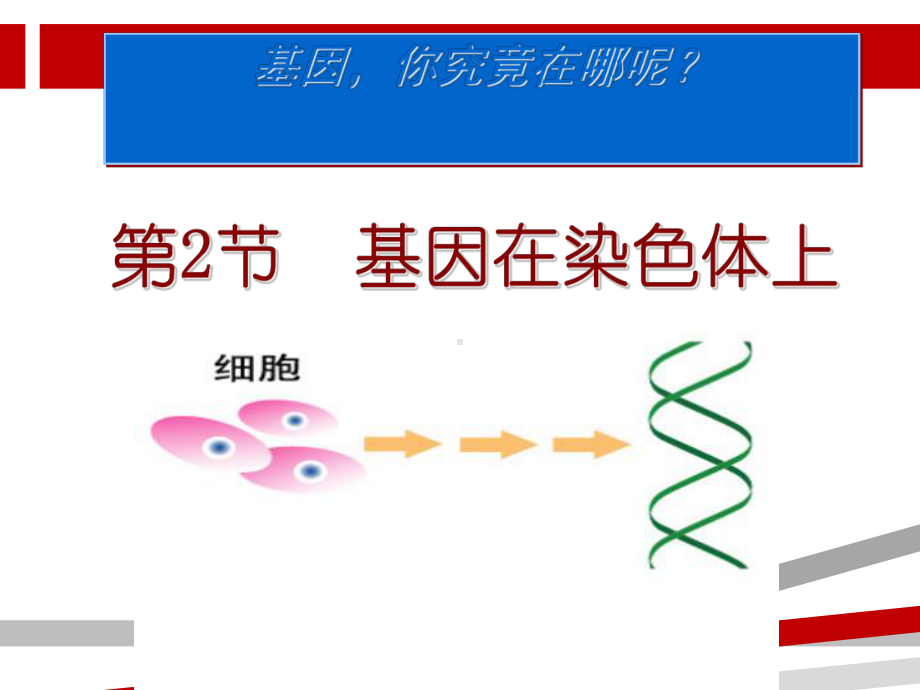 基因在染色体上年公开课课件.ppt_第1页