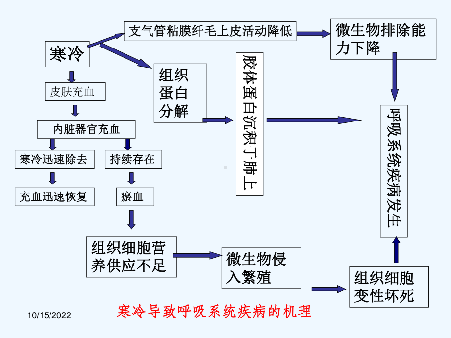 兽医内科学呼吸系统疾病课件.ppt_第2页