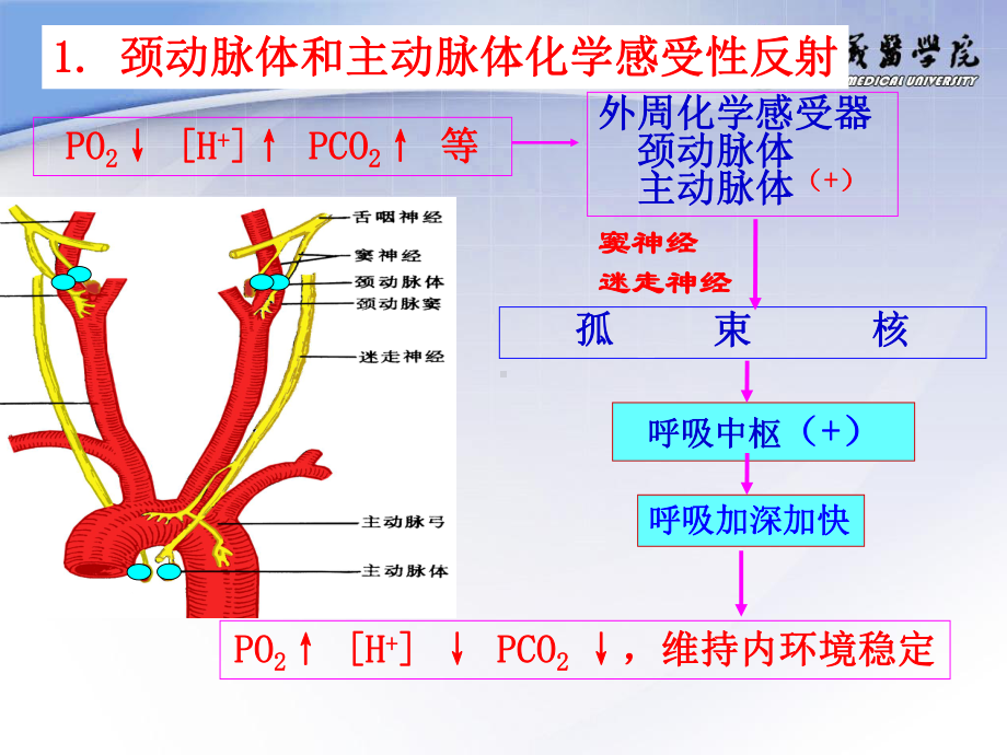 家兔呼吸运动的调节课件.ppt_第3页