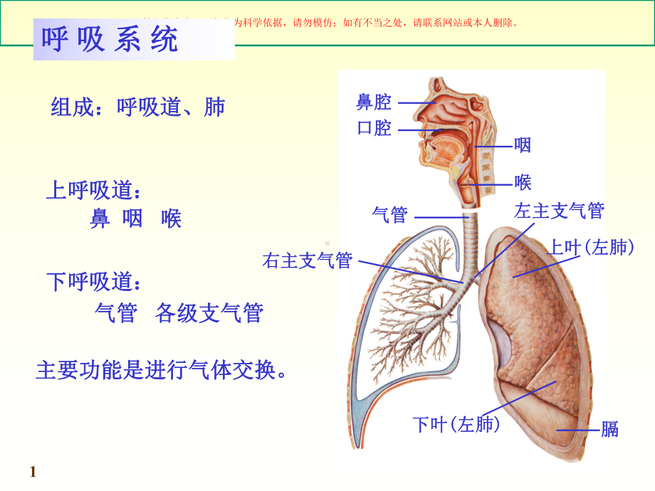 呼吸系统教案培训课件.ppt_第1页