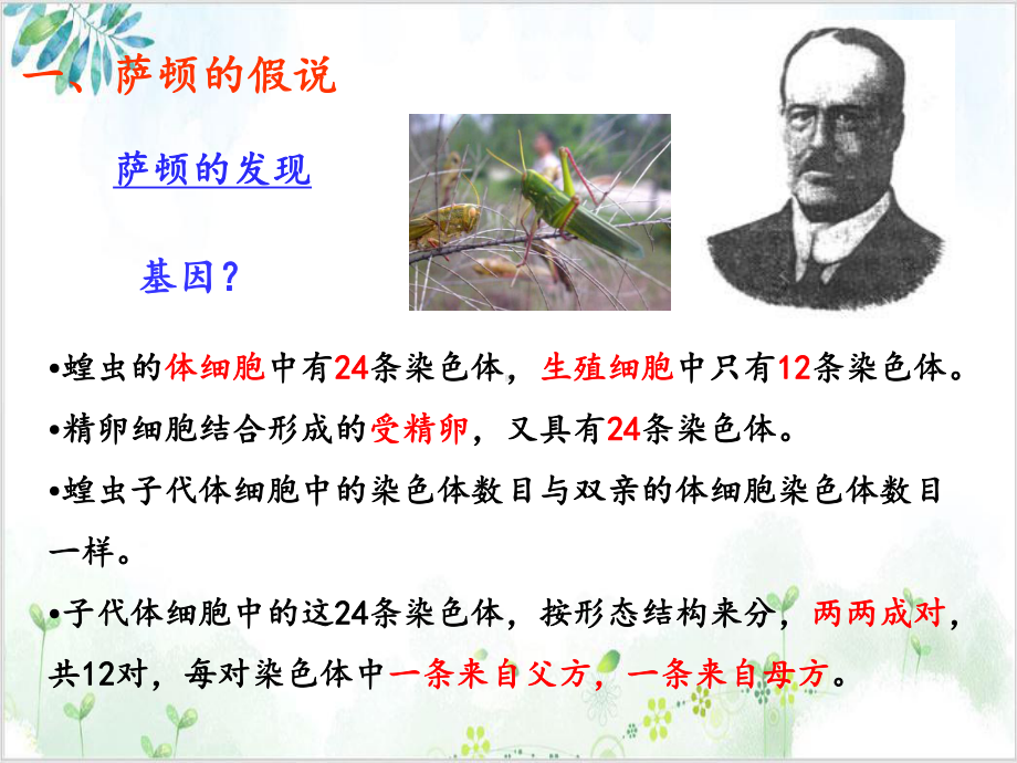 基因在染色体[上]人教版高中生物必修二课件2课件.ppt_第3页