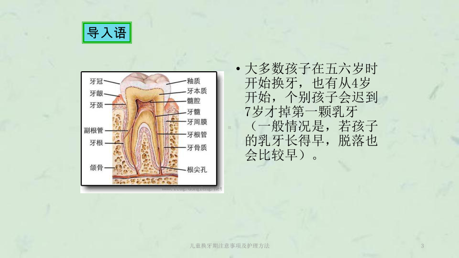 儿童换牙期注意事项及护理方法课件.ppt_第3页