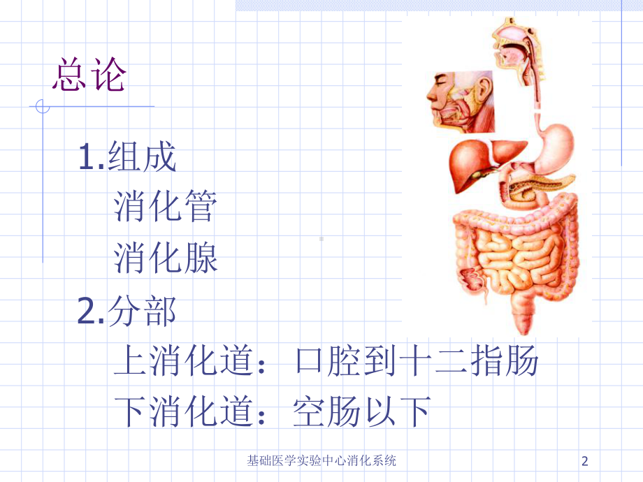 基础医学实验中心消化系统课件.ppt_第2页