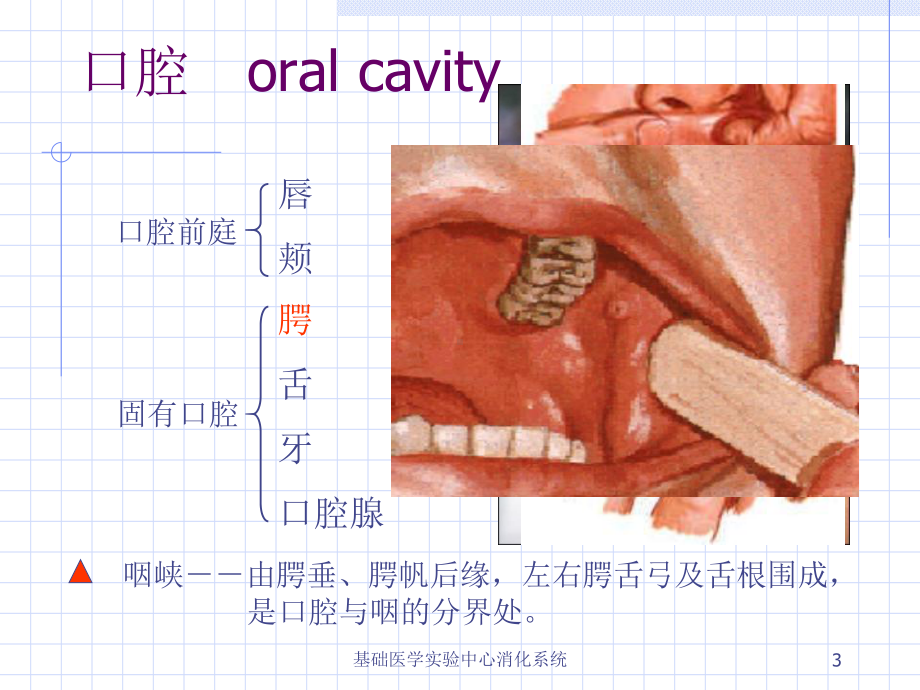 基础医学实验中心消化系统课件.ppt_第3页