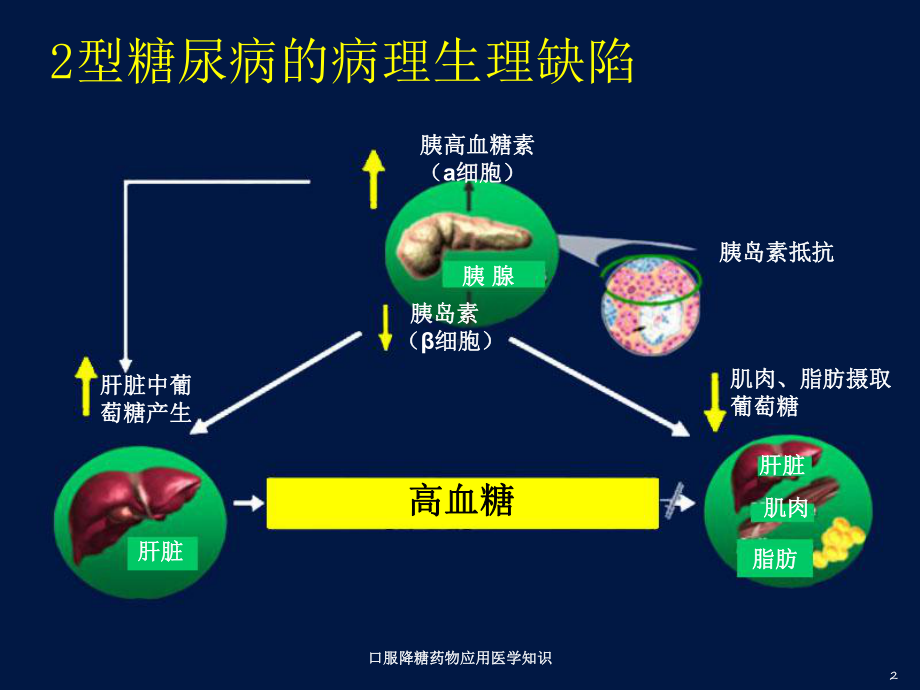 口服降糖药物应用医学知识培训课件.ppt_第2页