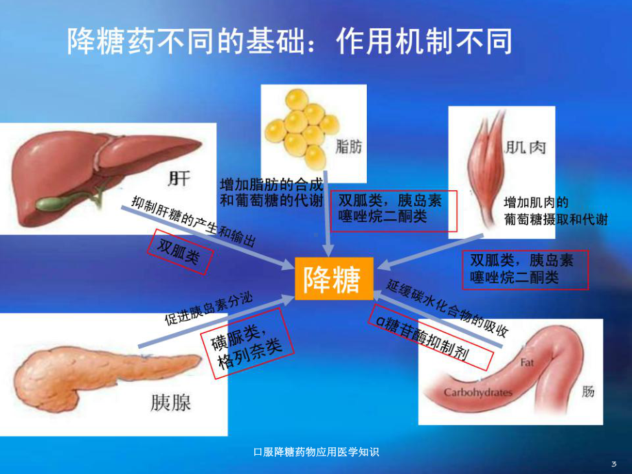 口服降糖药物应用医学知识培训课件.ppt_第3页