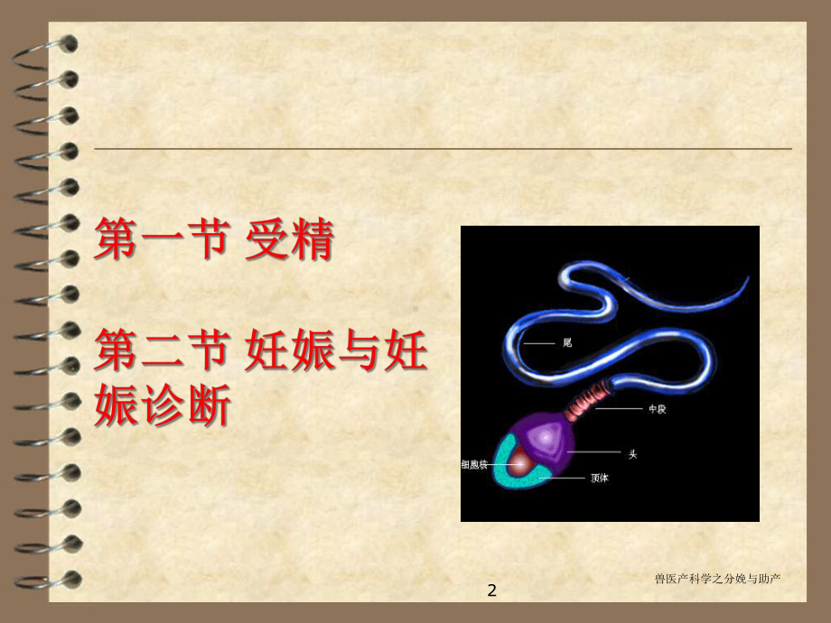 兽医产科学之分娩与助产课件.ppt_第2页