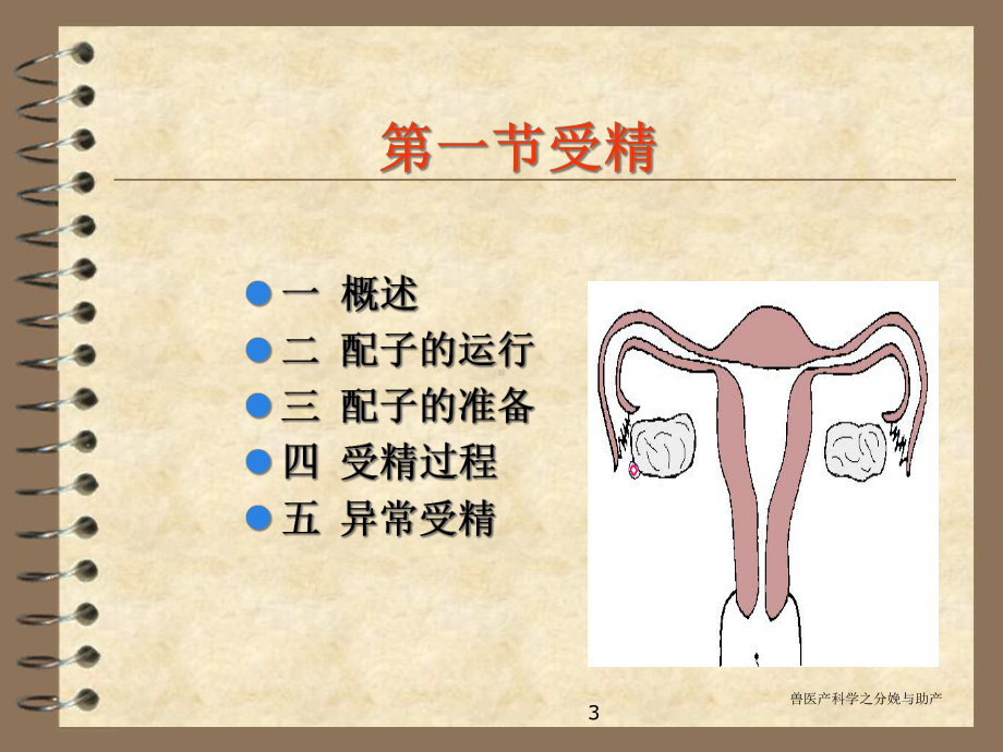 兽医产科学之分娩与助产课件.ppt_第3页