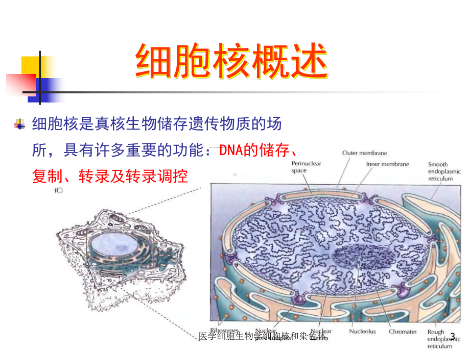 医学细胞生物学细胞核和染色体课件.ppt_第3页