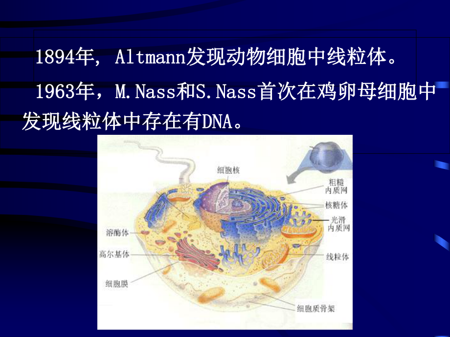 医学遗传学课件-第5章-线粒体遗传病.ppt_第2页