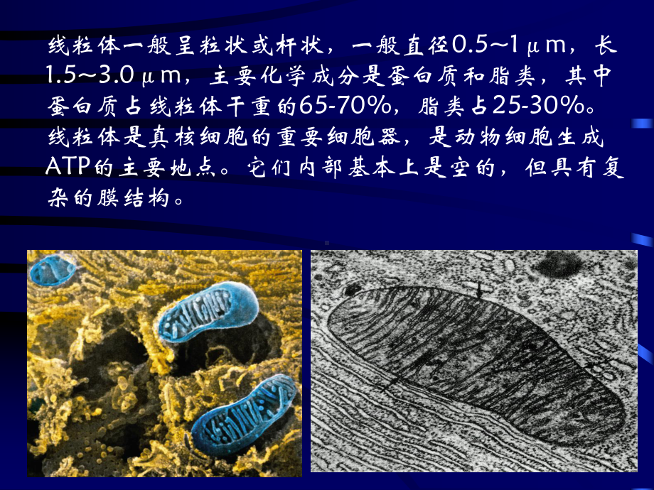 医学遗传学课件-第5章-线粒体遗传病.ppt_第3页