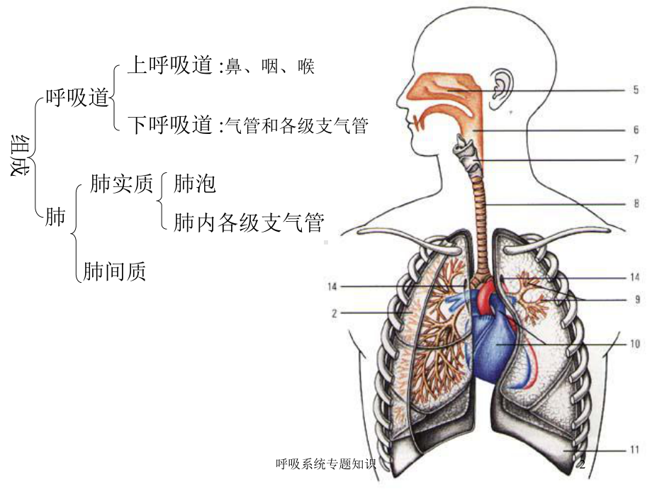 呼吸系统专题知识培训课件.ppt_第2页