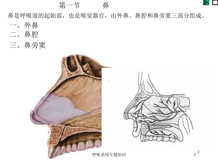 呼吸系统专题知识培训课件.ppt_第3页