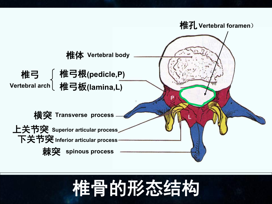 医学课件-脊柱腰段解剖课件.ppt_第3页