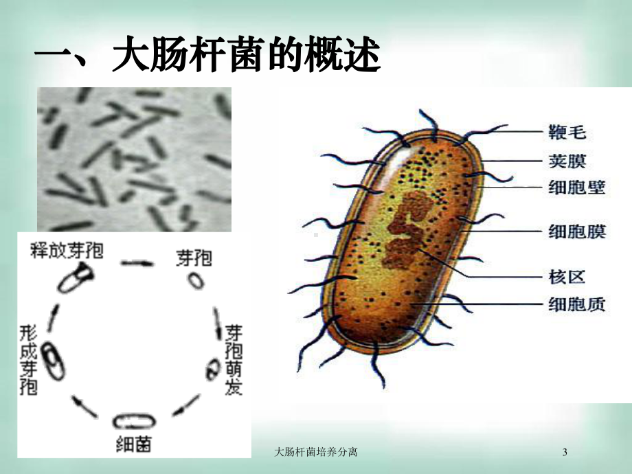 大肠杆菌培养分离培训课件.ppt_第3页