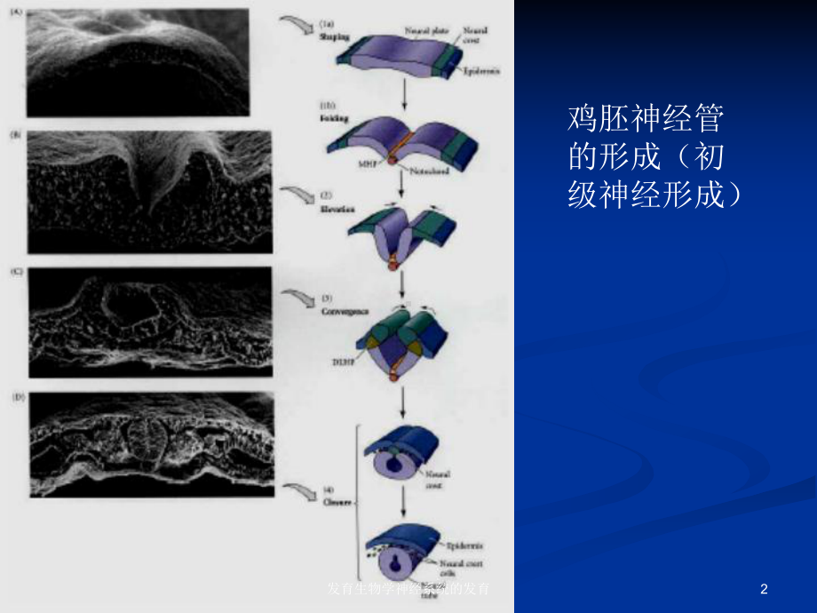 发育生物学神经系统的发育培训课件.ppt_第2页