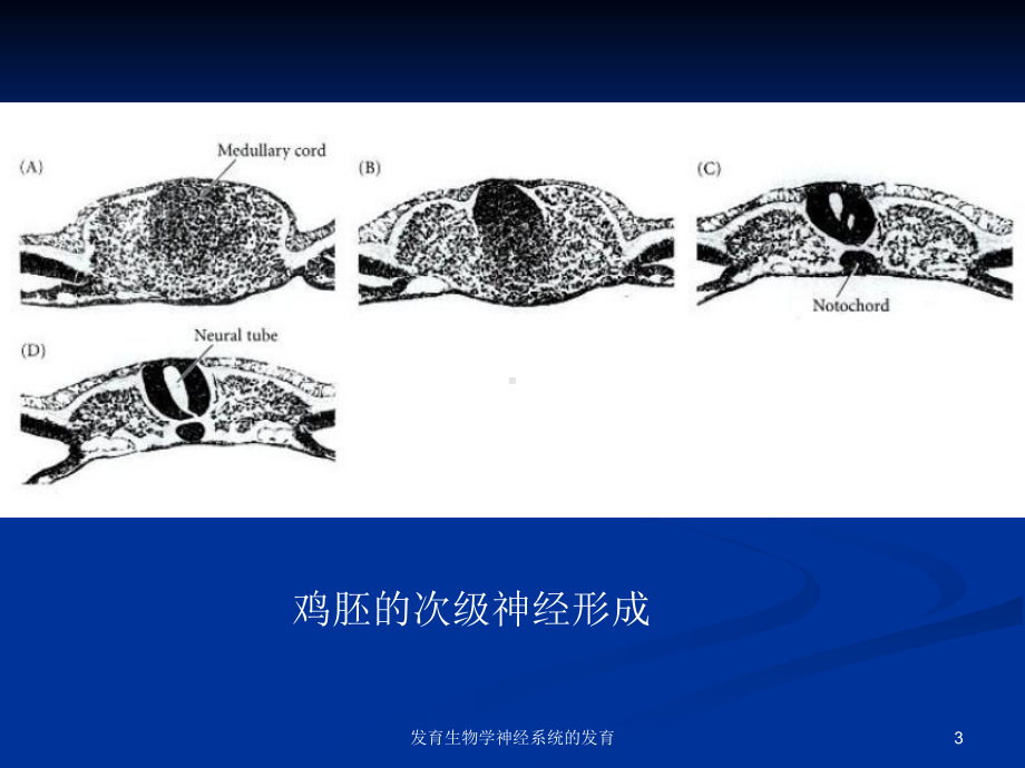 发育生物学神经系统的发育培训课件.ppt_第3页