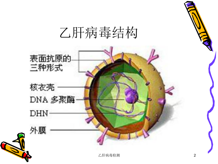 乙肝病毒检测培训课件.ppt_第2页