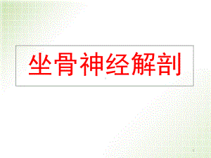 坐骨神经解剖学习课件.ppt