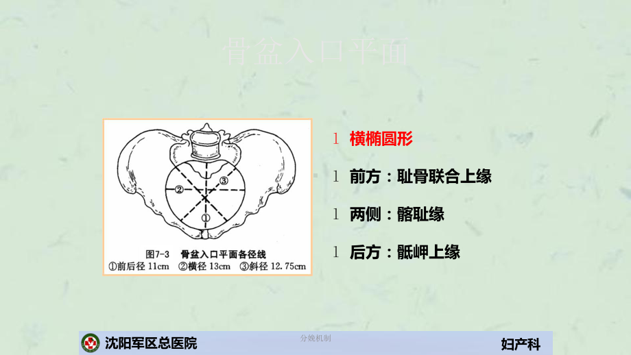 分娩机制课件.ppt_第3页