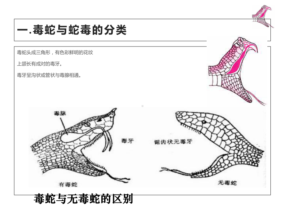 咬伤和螫伤-医药类课件.ppt_第3页