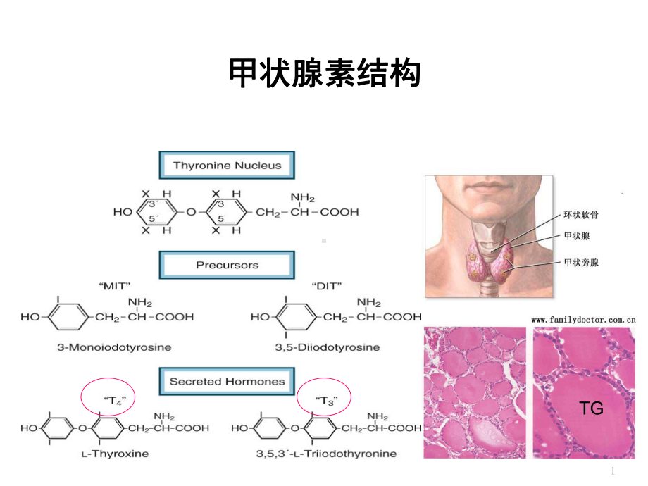 体外诊断试剂甲状腺疾病危害课件.pptx_第1页