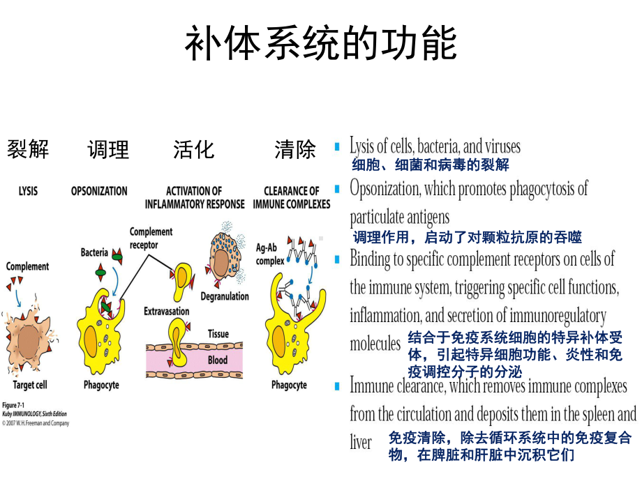 免疫学主要组织相容性复合物MHC和抗原递呈课件.pptx_第1页