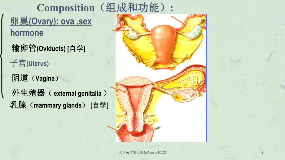 大学医学院生理版female10课件2.ppt_第2页