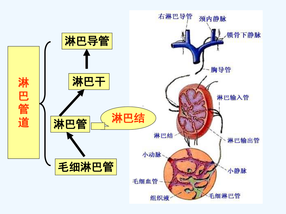 人体解剖学之淋巴内分泌系统课件.ppt_第2页