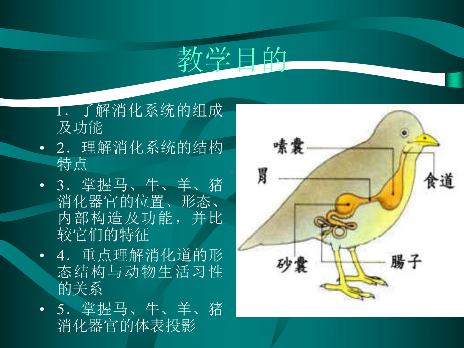 动物消化系统优秀课件.ppt_第3页