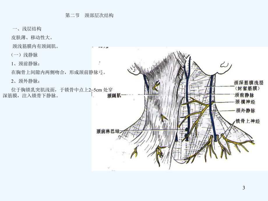 医学院解剖颈部课件.ppt_第3页