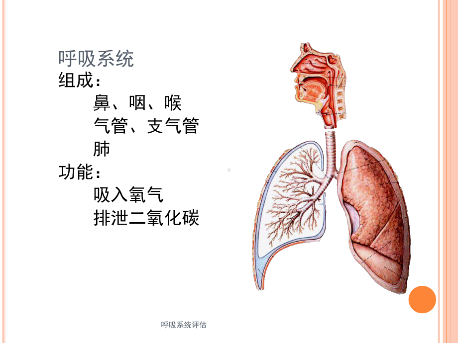 呼吸系统评估培训课件.ppt_第3页