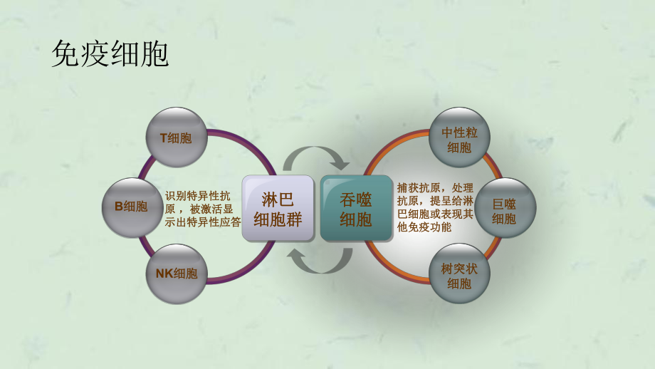 免疫细胞功能检测技术课件.ppt_第3页