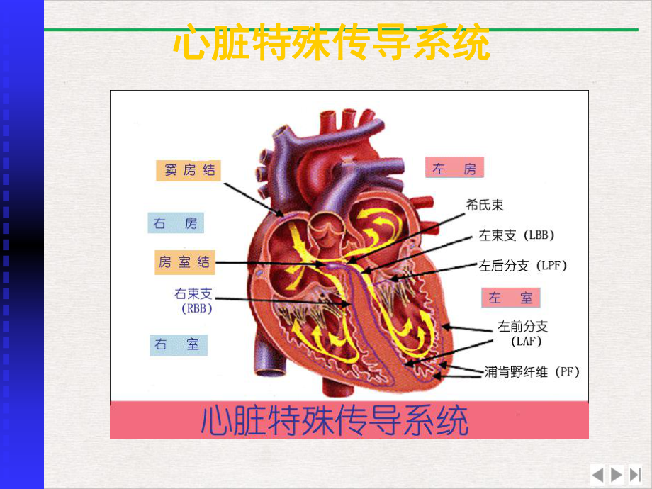 传导阻滞总论和房室传导阻滞课件-2.ppt_第2页