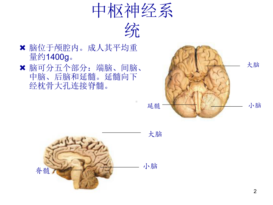 偏瘫并发症的处理课件.ppt_第2页