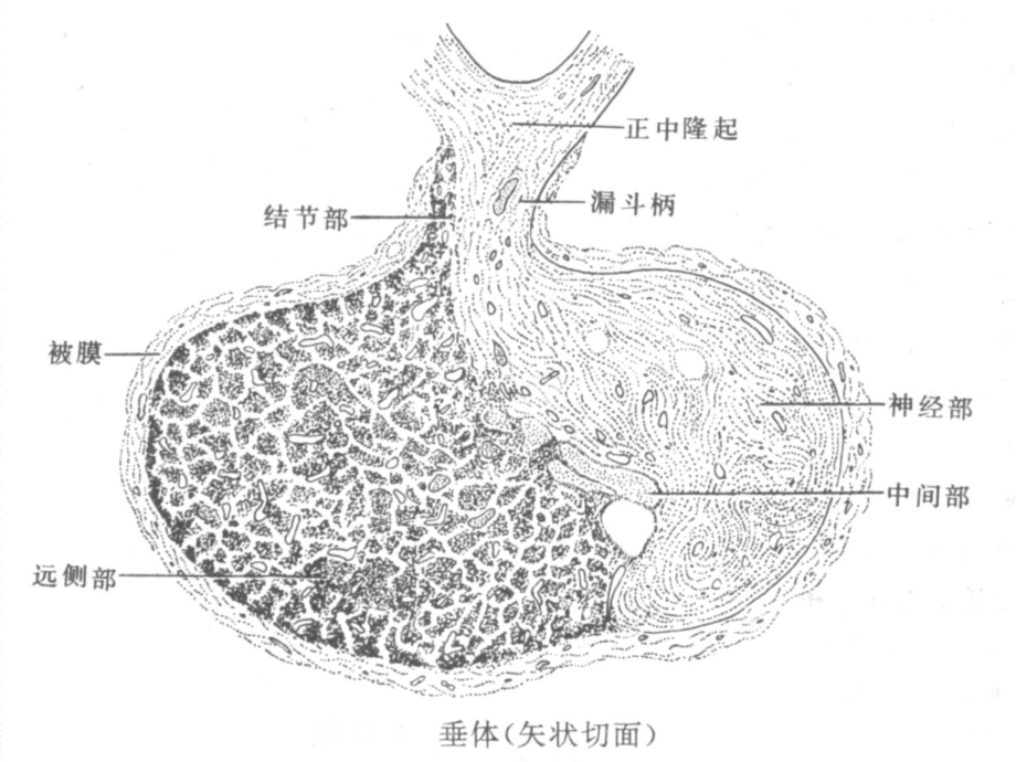 动物解剖学之十二内分泌系统课件.ppt_第2页