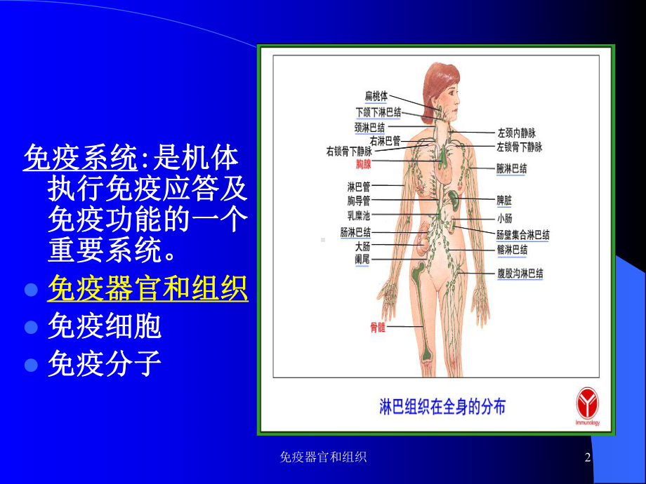 免疫器官和组织培训课件.ppt_第2页