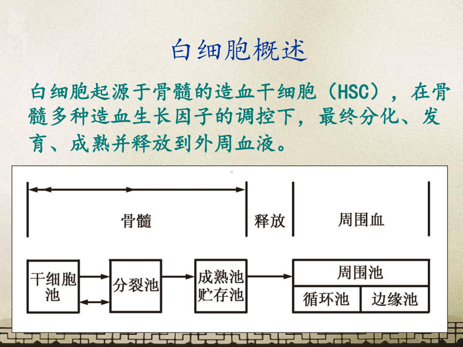 人体白细胞检查-课件.ppt_第3页