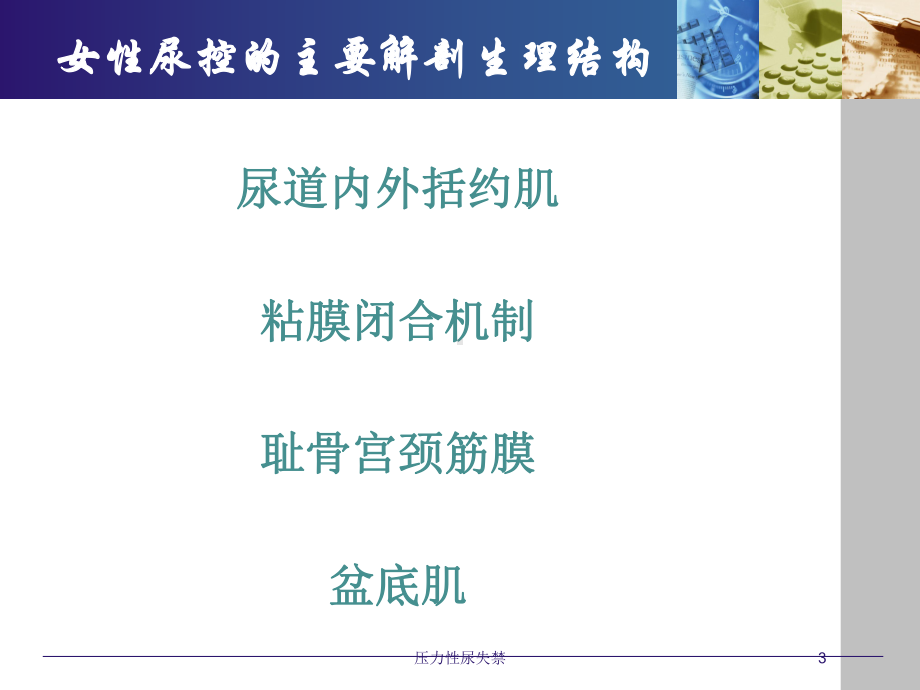 压力性尿失禁培训课件.ppt_第3页