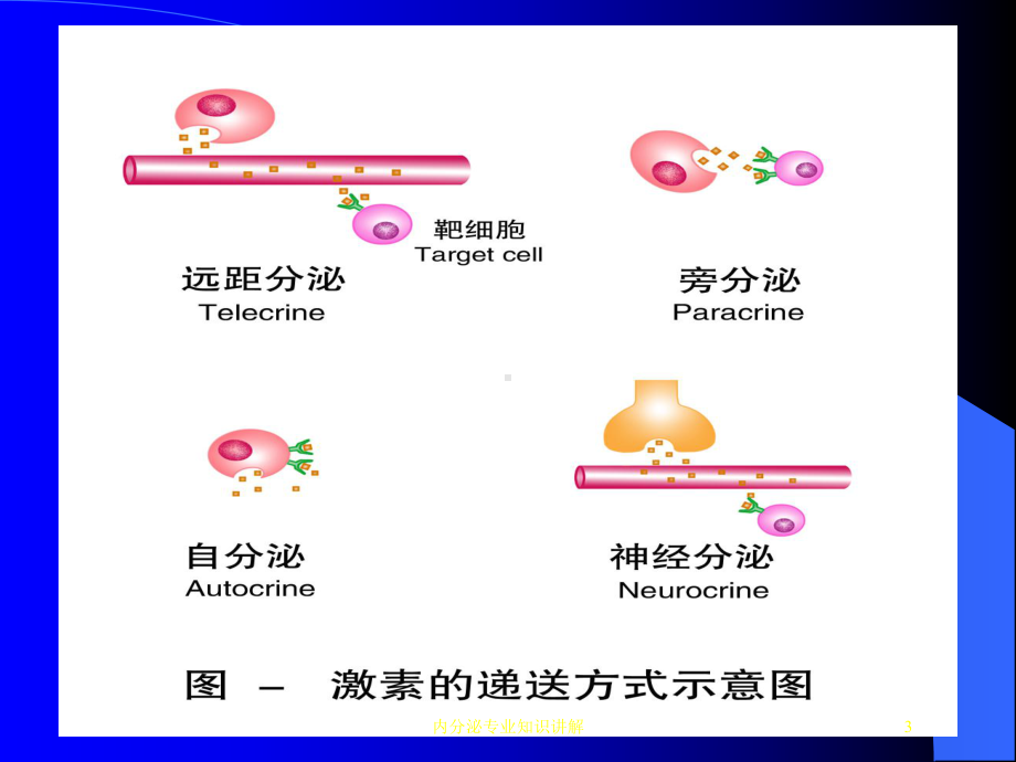 内分泌专业知识讲解培训课件.ppt_第3页