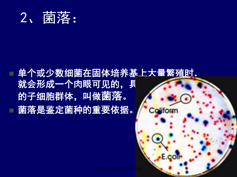 实验大肠杆菌的培养和分离培训课件.ppt_第3页