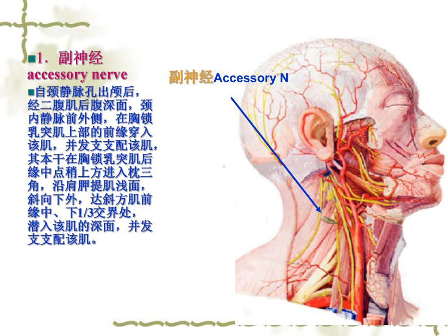 单元胸锁乳突肌课件.pptx_第1页