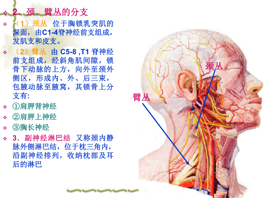 单元胸锁乳突肌课件.pptx_第2页