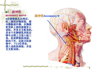 单元胸锁乳突肌课件.pptx