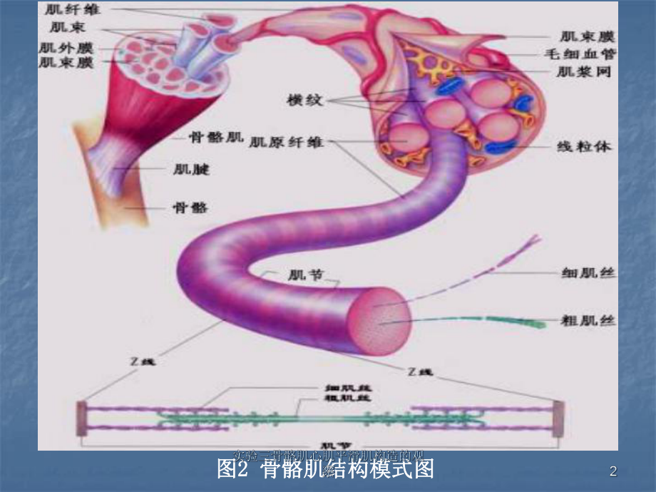 实验三骨骼肌心肌平滑肌构造的观察课件.ppt_第2页