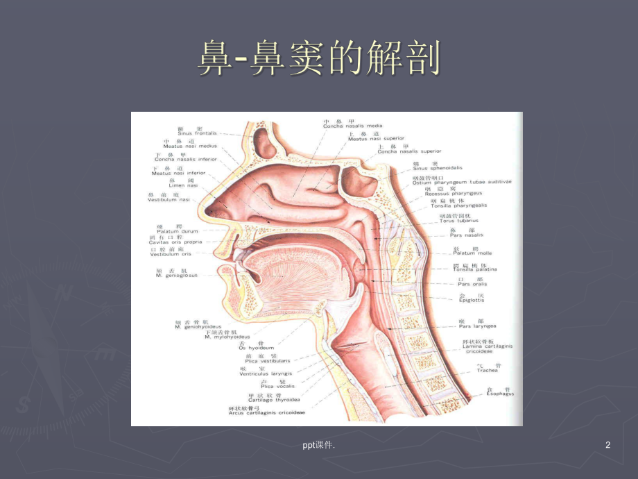 儿童鼻窦炎的诊断及鉴别课件.ppt_第2页