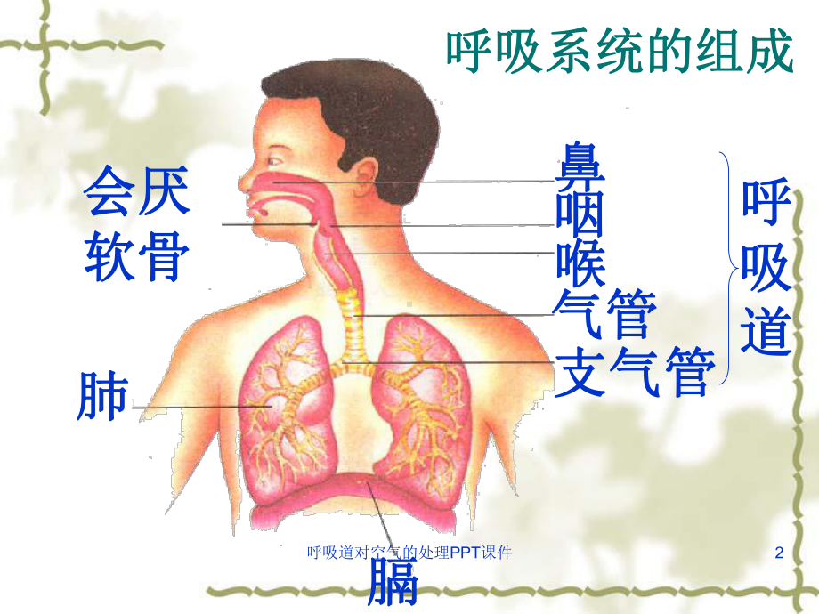 呼吸道对空气的处理课件-5.ppt_第2页