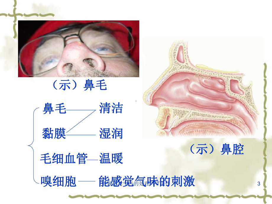 呼吸道对空气的处理课件-5.ppt_第3页